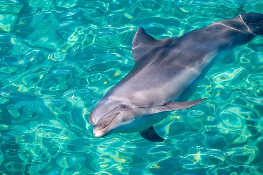 Hello Dolphin